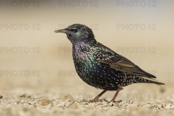 Common Starling - Star - Sturnus vulgaris ssp. vulgaris, Spain