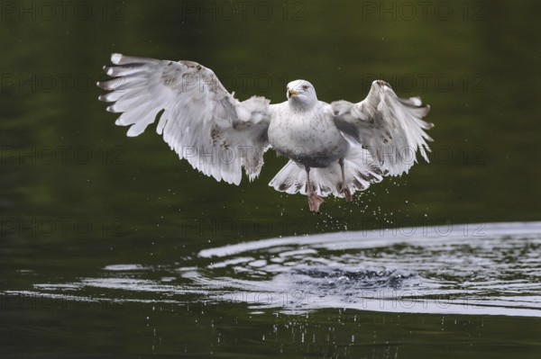 European Herring Gull (Larus argentatus) flying, Nord-Trondelag, Norway
