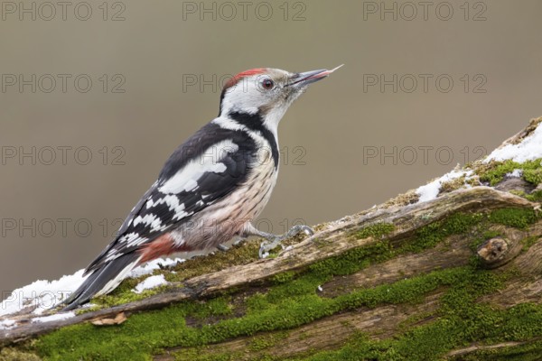 Middle Spotted Woodpecker (Dendrocoptes medius) climbing up old mossy tree trunk, Poland