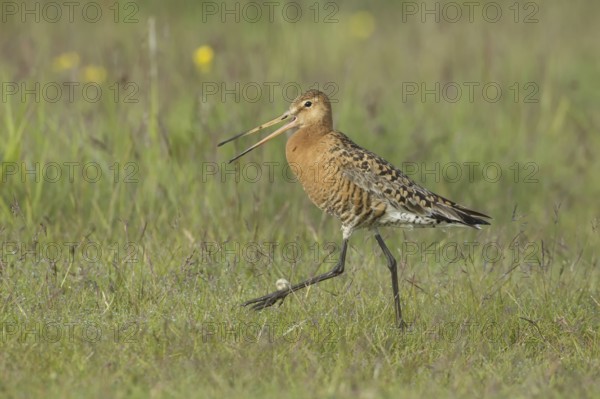 Black-tailed Godwit (Limosa limosa) calling, Iceland