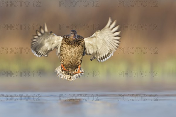 Mallard (Anas platyrhynchos) female flying, British Columbia, Canada