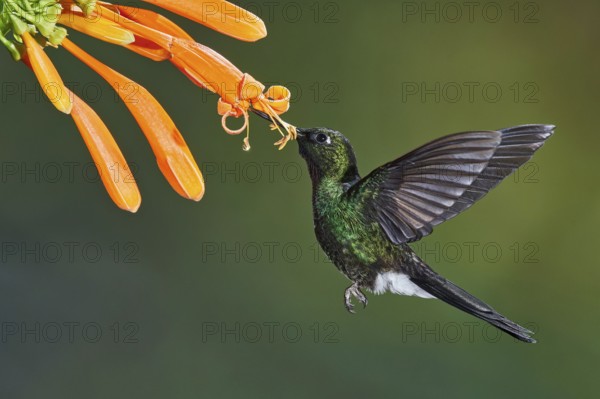 Tourmaline Sunangel (Heliangelus exortis) flying while feeding on flower nectar, Ecuador