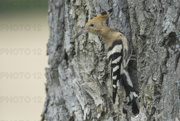 Eurasian Hoopoe (Upupa epops), Brandenburg, Germany