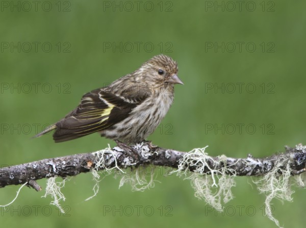 Pine Siskin (Spinus pinus), Saskatchewan, Canada