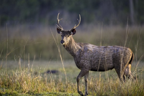 Sambar or horse deer (Cervus unicolor), Corbett National Park, near Ramnagar, Uttarakhand State, India