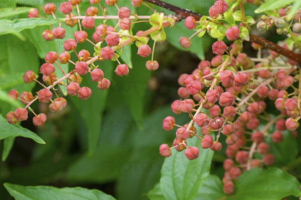 Japanese redroot (Coriaria japonica), Netherlands
