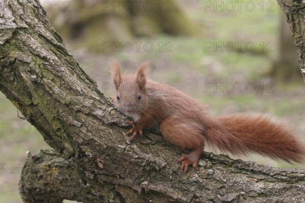 Squirrel (Sciurus) young, about 6 weeks old, Allgäu, Bavaria, Germany, Allgäu, Bavaria, Germany