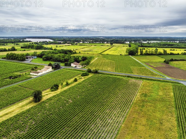 Grape fields around Castle of La Riviere, Vineyard Chateau de La Riviere from a drone, Bordeaux, France
