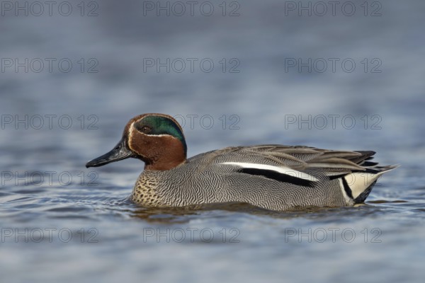 Teal (Anas crecca), male in a colourful magnificent kled, summer dress floating in the water, detailed side view with all essential identification features, smallest native duck species, native nature, North Holland, Netherlands, Western Europe