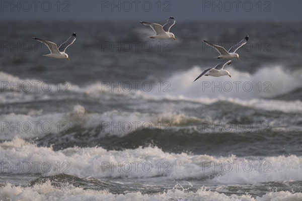 Herring gulls (Larus argentatus) in flight over the surf looking for starfish, Hvide Sande, North Sea, Denmark