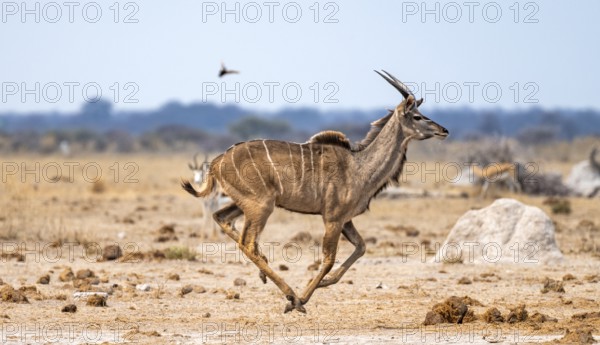 Greater kudu (Tragelaphus strepsiceros), young male, running, Nxai Pan National Park, Botswana