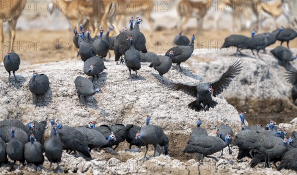 Helmeted guinea fowl (Numida meleagris), flock at the waterhole, Nxai Pan National Park, Botswana