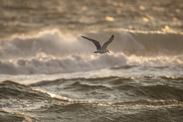 Herring gull (Larus argentatus) in flight over the surf looking for starfish, evening light, Hvide Sande, North Sea, Denmark