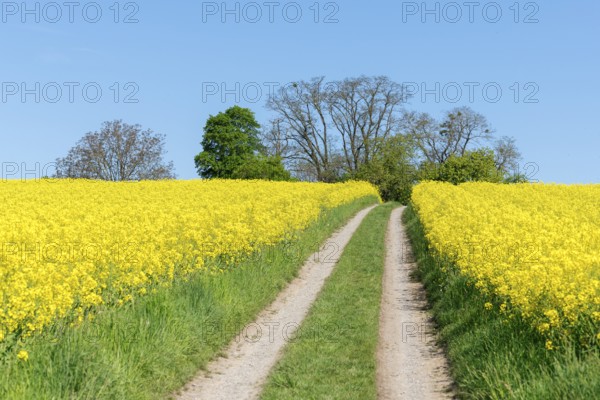 A grassy field path divides rapeseed fields under a bright blue sky, near Winnenden, Baden-Württemberg, Germany