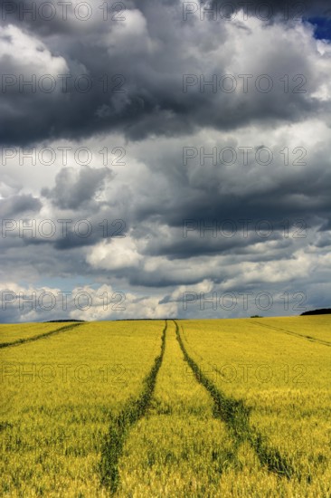 Golden wheat field under a dramatic sky with dark clouds and visible tractor trails. Limagne Plain. Puy de Dome. Auvergne Rhone Alpes. France