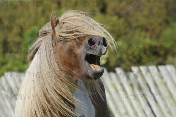 A horse with a flowing mane and open mouth neighing in front of a pasture fence in a rural setting, Shetland pony, Shetland Islands, Lerwick, Scotland, United Kingdom