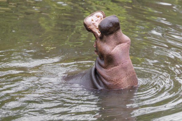An adult male hippopotamus (Hippopotamus amphibius) shows aggression and defends its territory