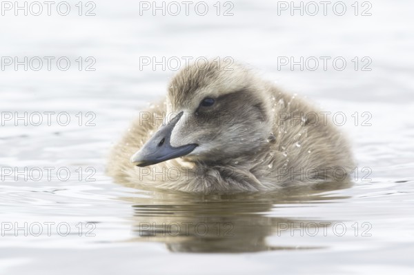 Common Eider (Somateria mollissima) juvenile, Iceland