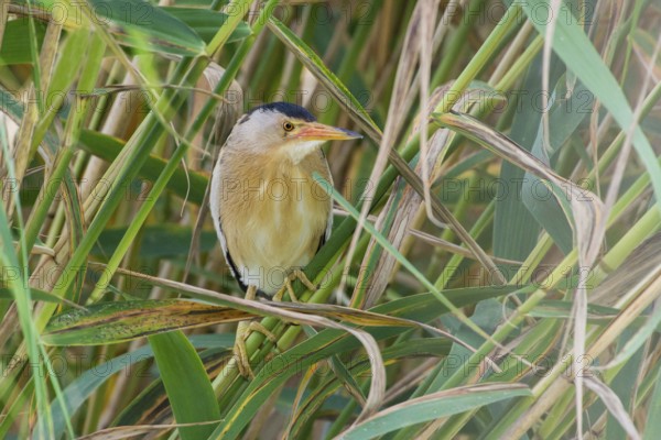 Little Bittern (Ixobrychus minutus) male, Thuringia, Germany