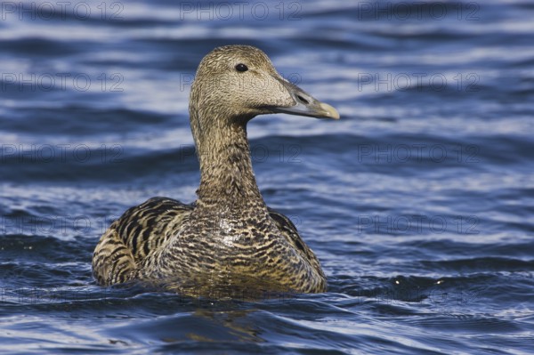 Common Eider (Somateria mollissima) female, Iceland