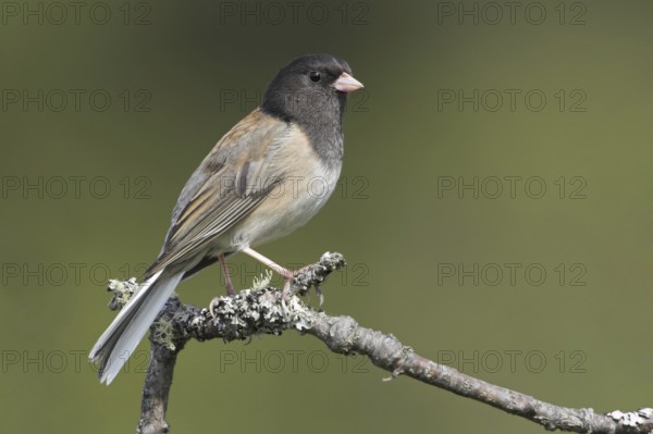 Oregon Junco (Junco hyemalis oreganus), British Columbia, Canada