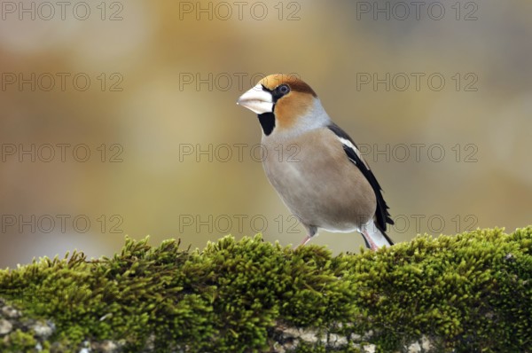 Hawfinch (Coccothraustes coccothraustes), Bulgaria