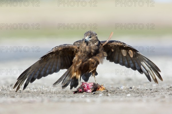Swamp Harrier (Circus approximans) juvenile, Victoria, Australia