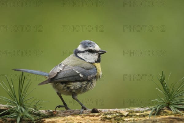 Eurasian Blue Tit (Cyanistes caeruleus), Lower Saxony, Germany