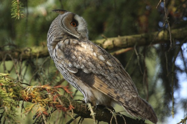 Long-eared Owl (Asio otus), Lower Saxony, Germany
