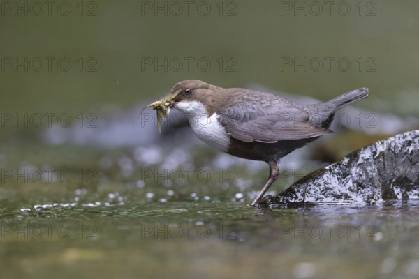 White-throated Dipper (Cinclus cinclus) with food in its beak, North Rhine-Westphalia, Germany