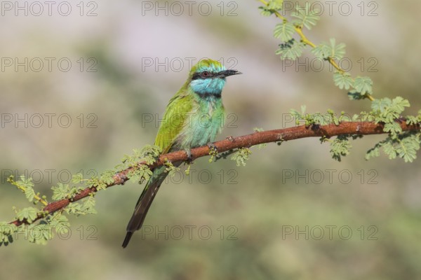 Green Bee-eater (Merops orientalis), Eilat, Israel