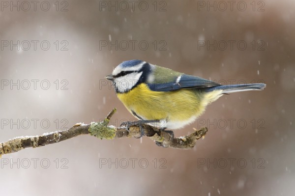 Eurasian Blue Tit (Cyanistes caeruleus), Utrecht, Netherlands