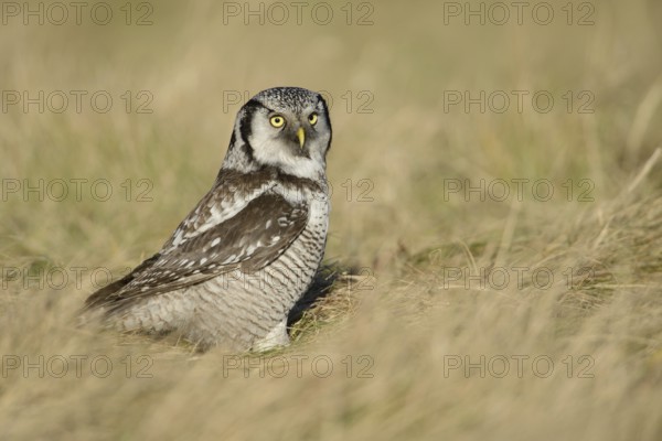 Northern Hawk-Owl (Surnia ulula), Saxony, Germany