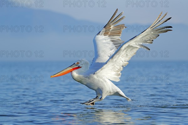 Dalmatian pelican, Pelecanus crispus, landing in Lake Kerkini, Greece. Pelican with open wings. Wildlife scene from European nature. Bird landing to the blue lake water. Bird fly