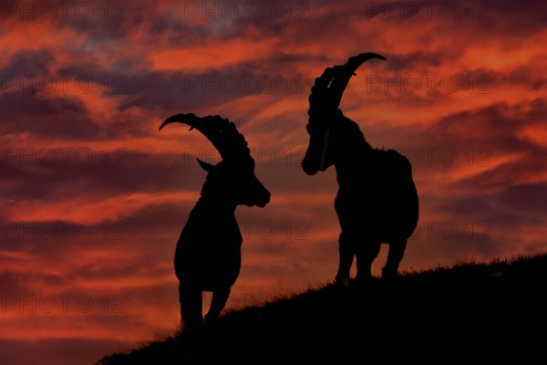 Ibex sunset in Alps. Animals silhouettes with orange evening sunset in the Alps. Alpine Ibex, Capra ibex, animals in nature habitat, France. Night in the high mountain. Two male animals