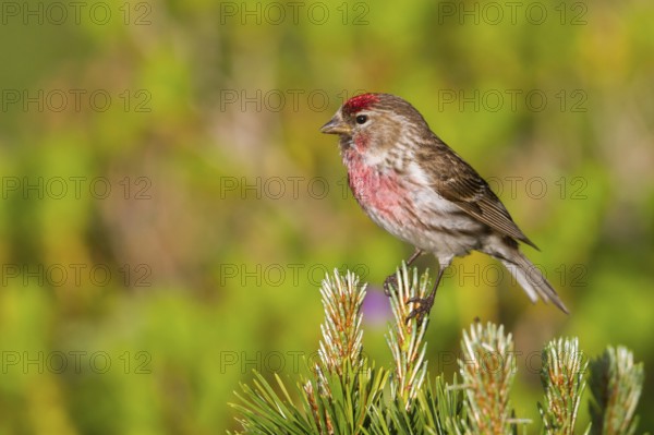 Lesser Redpoll (Acanthis cabaret) male, Vorarlberg, Austria