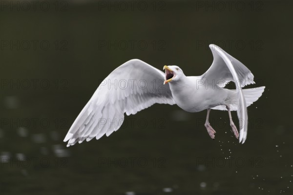 European Herring Gull (Larus argentatus) flying, Nord-Trondelag, Norway