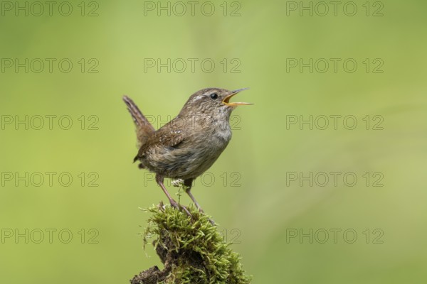 Zaunkönig (Troglodytes troglodytes) Wren