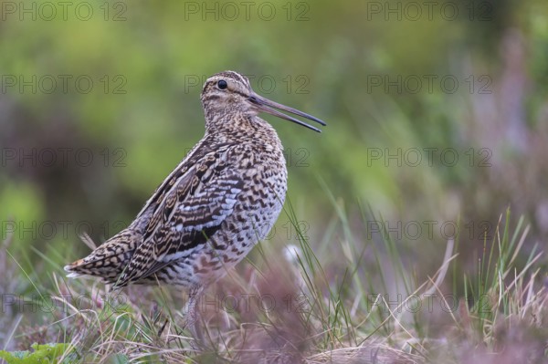 Doppelschnepfe (Gallinago media) Great snipe, male