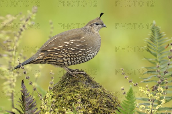 California Quail (Callipepla californica) female, British Columbia, Canada