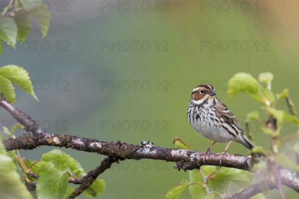 Little Buntint - Zwergammer - Emberiza pusilla, Russia