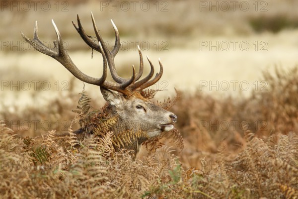 Red Deer (Cervus elaphus), stag during the rut, England, UK