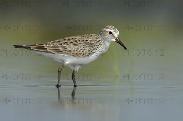 White-rumped Sandpiper (Calidris fuscicollis), Texas, USA