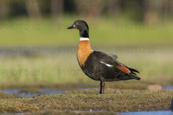 Australian Shelduck (Tadorna tadornoides) male, Victoria, Australia