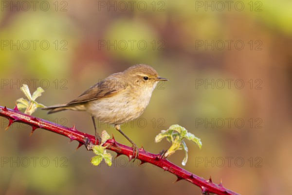 Common Chiffchaff (Phylloscopus collybita), Baden-Wuerttemberg, Germany