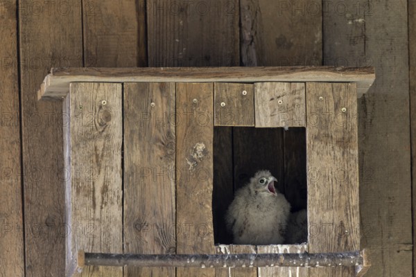 Kestrel (Falco tinnunculus) begging young bird at the incubator, village in Münsterland, North Rhine-Westphalia