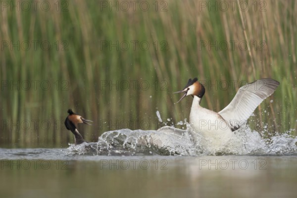 Great Crested Grebe (Podiceps Scalloped ribbonfish) in fierce fight, territorial disputes during mating season, typical behaviour, waterfowl, native nature, Lower Rhine, Rhineland, North Rhine-Westphalia, Germany, Western Europe