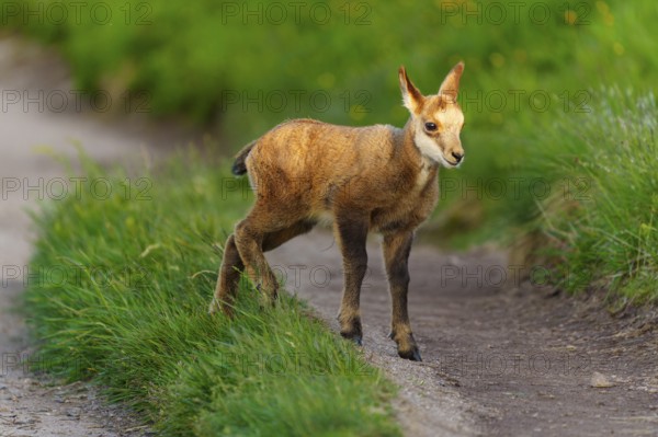 A young fawn on a path between lush, green meadows in spring, chamois, chamois, (Rupicapra rupicaprae), wildlife, Vosges, France