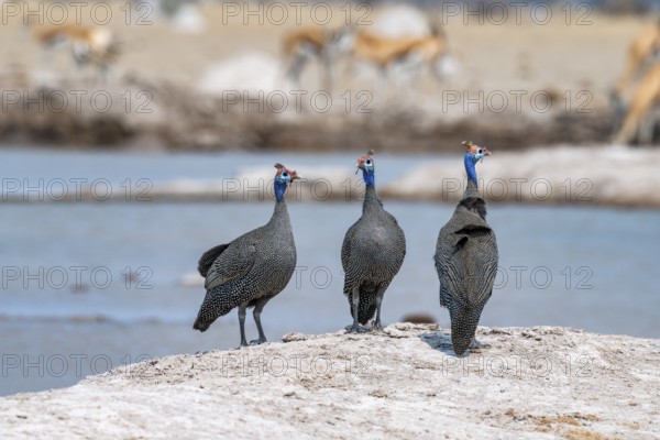 Helmeted guinea fowl (Numida meleagris), three animals at the waterhole, Nxai Pan National Park, Botswana