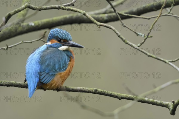 In the branches... Kingfisher (Alcedo atthis) sitting, resting in the branches of a tree, resting, looking around, because of its colours one of the well-known native small birds, native bird world, animal world, nature, Lower Rhine, Rhineland, North Rhine-Westphalia, Germany, Western Europe